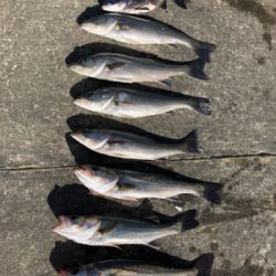 朝から上潮でエビ撒き