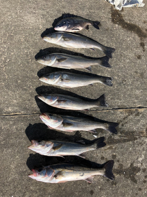 朝から上潮でエビ撒き　