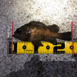 今年の初フィッシュ