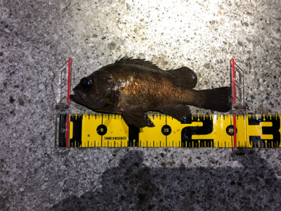 今年の初フィッシュ