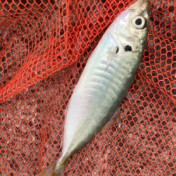 アジングロッドで７０センチシーバス！！