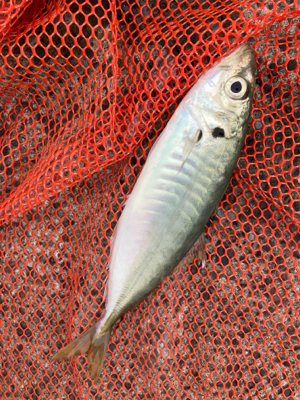 アジングロッドで７０センチシーバス！！