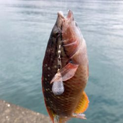 根魚を求めて