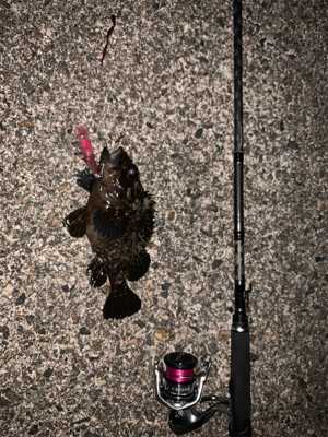 プランクトン・ホタルイカパターン