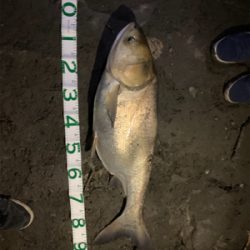 笹目橋　ハクレン