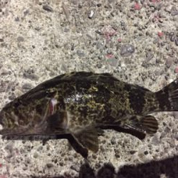 タケノコメバル