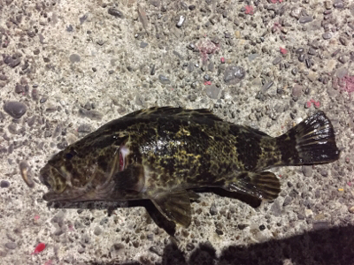 タケノコメバル