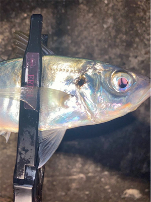 低活性メバリング☺︎