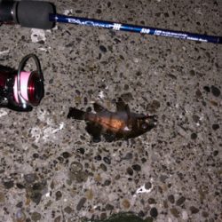 久しぶりに釣れたメバリング