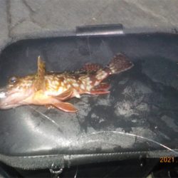 ガシラに癒される