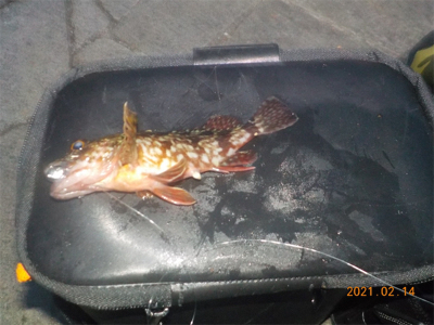 ガシラに癒される