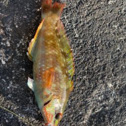 穴釣りで色々と。