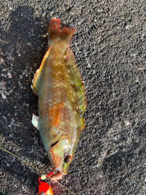 穴釣りで色々と。