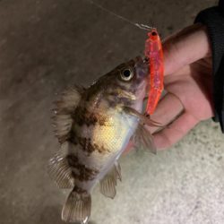 大潮干潮メバリング！