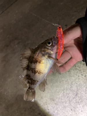 大潮干潮メバリング！