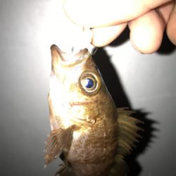 メバル、久しぶり！