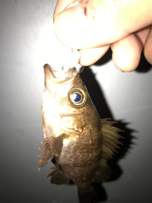 メバル、久しぶり！