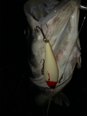 なかなかの良型シーバス