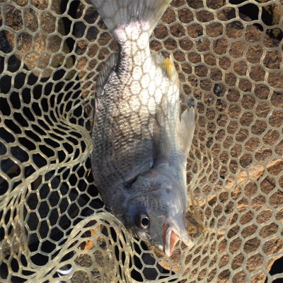 淀川ブリームゲーム