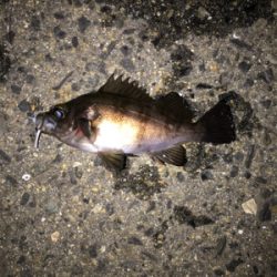 上昇傾向メバリング