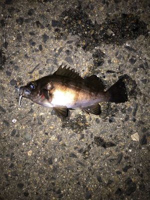 上昇傾向メバリング