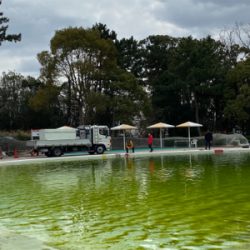 服部緑地でプールトラウト、放流日