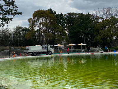 服部緑地でプールトラウト、放流日