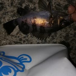 今年和歌山初フィッシュ