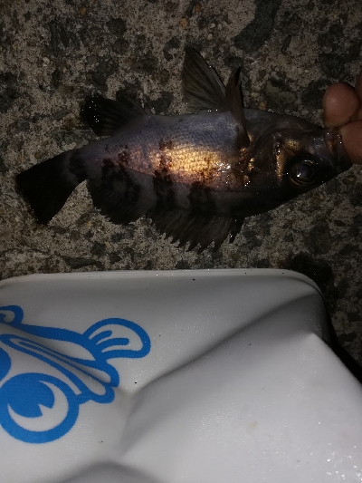 今年和歌山初フィッシュ