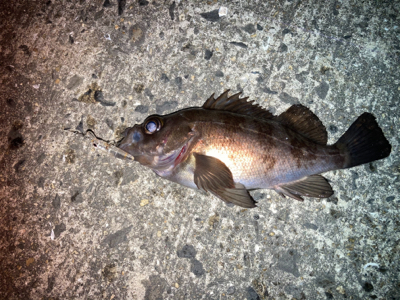 メバルプラッギング