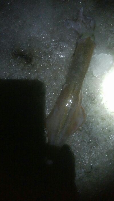 スルメ1杯！槍烏賊2杯！