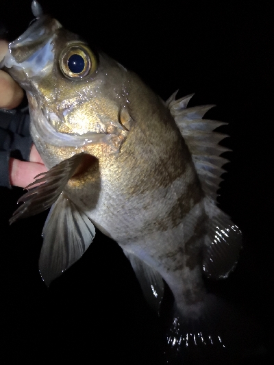 厳冬期でもメバル高活性