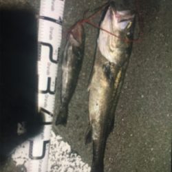 エビ撒き釣り！