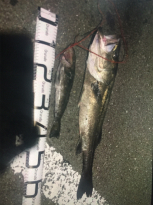 エビ撒き釣り！