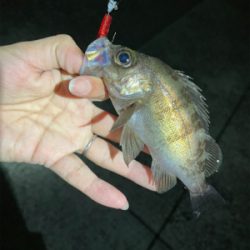 メバリングのはずが…