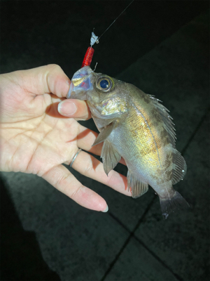 メバリングのはずが…