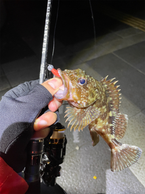 ガシラマンション探し