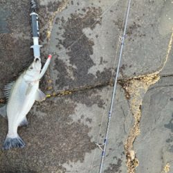 爆風サラシのヒラスズキ