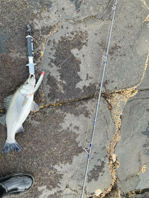 爆風サラシのヒラスズキ