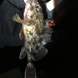 ジグヘッドゲーム