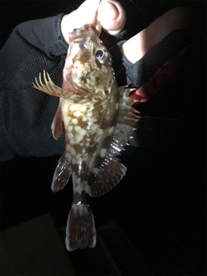 ジグヘッドゲーム