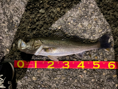 良いサイズドカン！