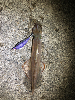 大満足！ヤリイカ釣行