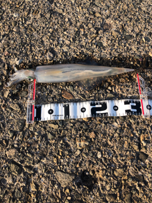 冬エギング、ヤリイカに挑戦