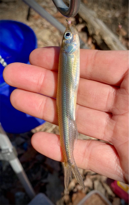 ワカサギ岸釣り