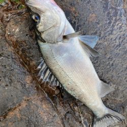 荒磯の王者ヒラスズキ