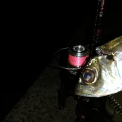 かんつり後のアジング