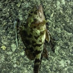 ナイトアジング