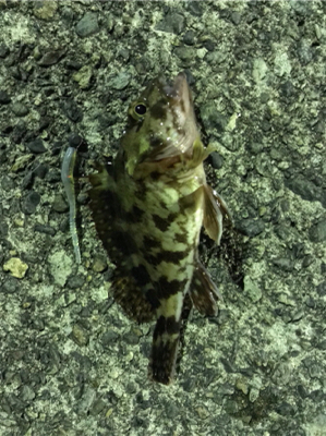 ナイトアジング