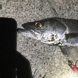 シーバス釣行